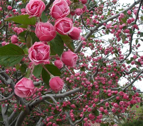 Райские яблочки дерево цветение (71 фото)