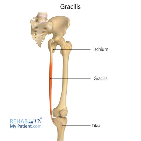 Gracilis Anatomy