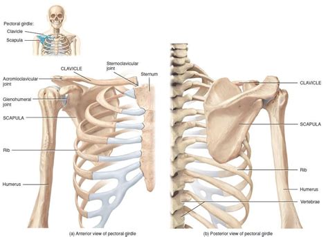 Diagram Of Shoulder Girdle : Multichoice: the Skeletal System: the ...