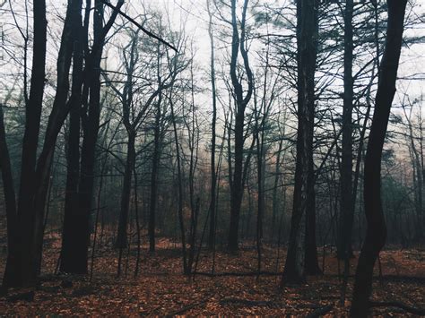 Fondos De Pantalla Luz De Sol Rboles Bosque Hojas Naturaleza