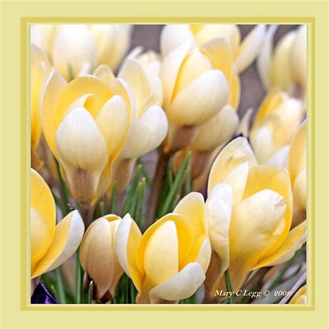 "Yellow crocus in early spring" by pogomcl | Redbubble