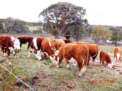 Miniature Hereford cows at Taralga – Australian Miniature Herefords