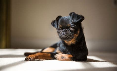 13 Brussels Griffon Mixes: Wonderful Little Waggers!