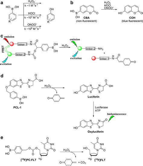 Oxidation Of Boronate Probes By Hydrogen Peroxide Hypochlorite And