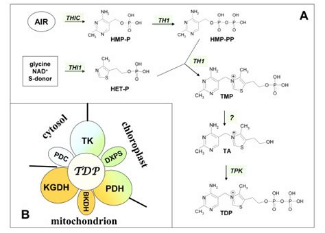 Schematic Representation Of Thiamine Biosynthesis In Plants A And