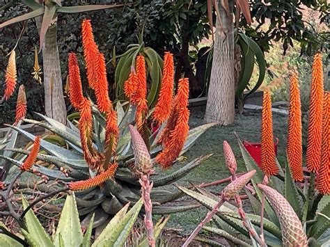 Uganda — African Aloes