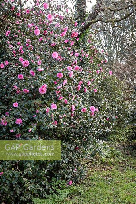 Camellia Japonica Hedge