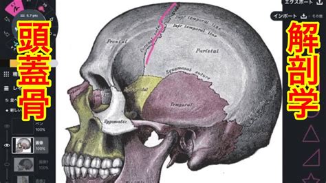 頭蓋骨の縫合やランドマークを解説してみた Youtube