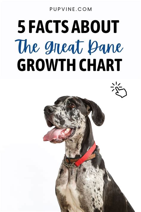 5 Facts About The Great Dane Growth Chart In 2023 Great Dane Growth