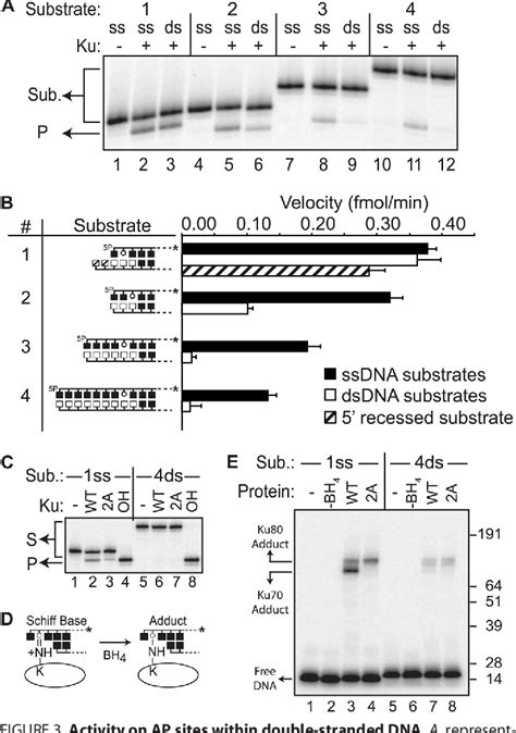 Figure From Specificity Of The Drp Ap Lyase Of Ku Promotes