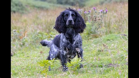 Working Cocker Spaniel At Stud Byrbwll Rocco Percy YouTube