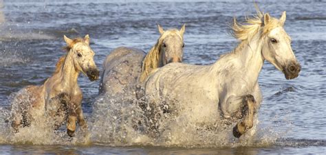 Le Cheval De Camargue Emblème Du Sud De La France