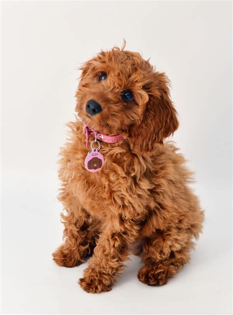 Cockapoo And Cocker Spaniel Puppies For Sale Nottinghamshire