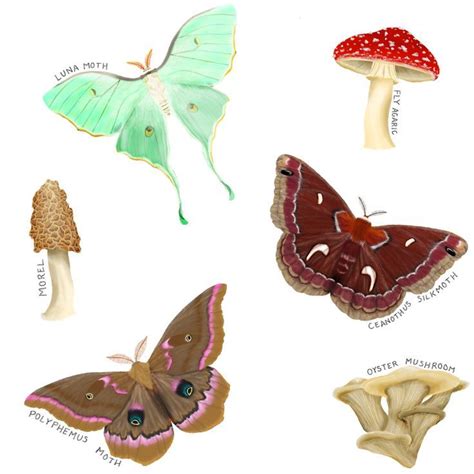 Mushrooms And Moths Insect Art Animal Art Stuffed Mushrooms