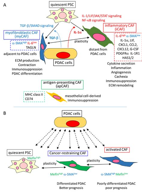 Functional Heterogeneity And Plasticity Of Cafs In Pdac A Three Caf