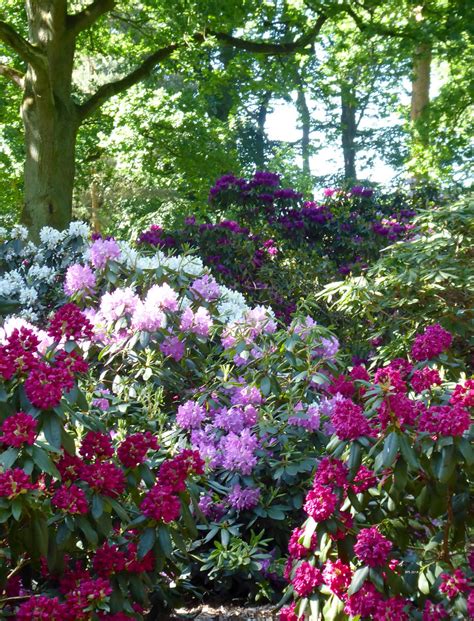 P1060387 Bremer Rhododendronpark APS 2018 APS Lilienthal Flickr