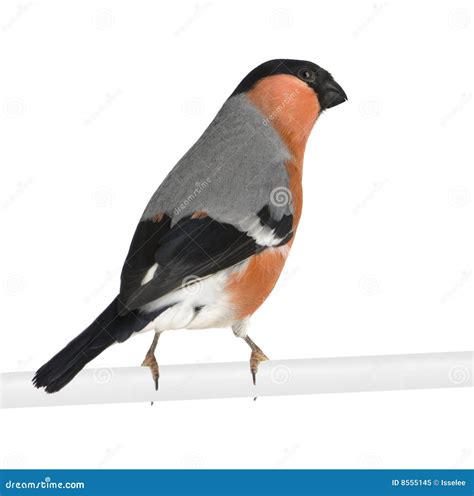 Bullfinch Pyrrhula Pyrrhula Sitting On Yellow Lichen Branch Sumava