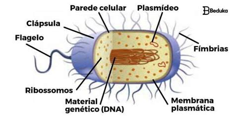 Bacterias Mapa Mental