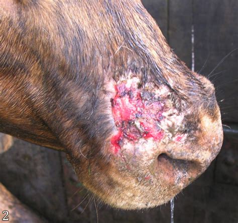 SciELO Brazil Cutaneous Diseases Diagnosed In Cattle In Southern