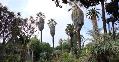 danger garden: The Huntington Gardens, Part 2 The Desert Garden