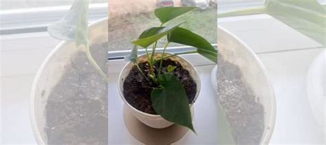 Антуриум купить в Самаре | Товары для дома и дачи | Авито