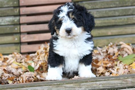 Tti Color Mini Bernedoodle Puppies Forsale | Bernedoodle puppy, Mini ...