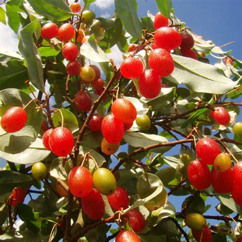Buy Silver Berry (Seedling) Fruit Plant Online | Greens Of Kerala