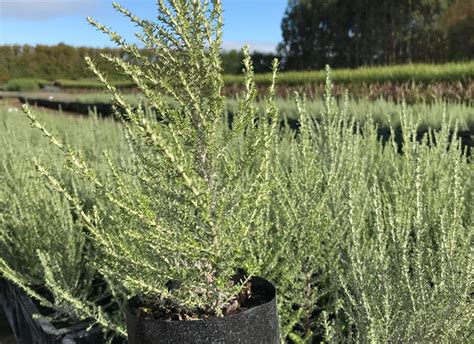 Nzs Largest Range Of Vegetable Herb Flower And Perennial Seedlings