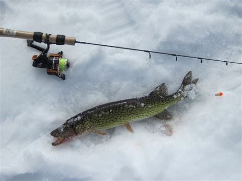 Chain Pickerel Habitat, Spawning, and More - FishNY