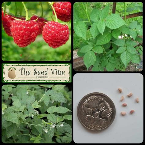 Rubus Idaeus Red Raspberry Organic The Seed Vine