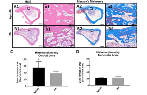 Histological And Histomorphometric Analysis At Eight Weeks After