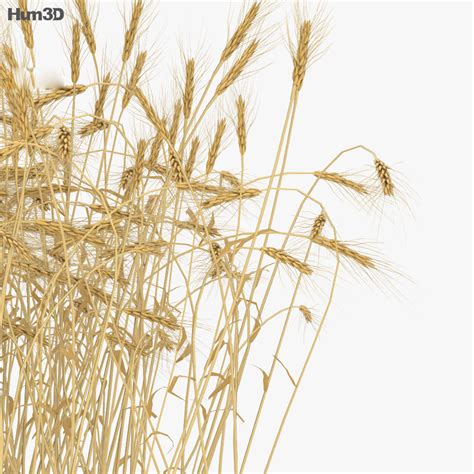 Wheat Field 3d Model Download Crops On