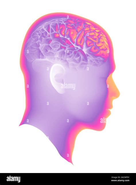 Brain Anatomy Artwork Of A Human Head And Brain In Profile The Brain