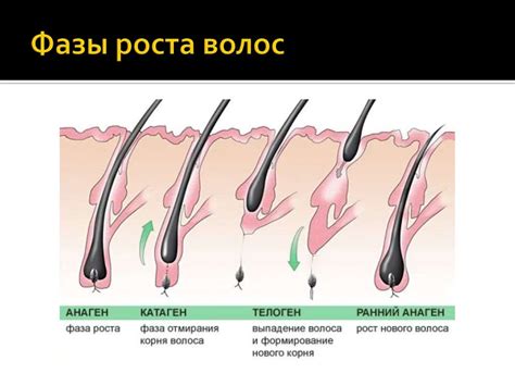 Строение волос - презентация онлайн
