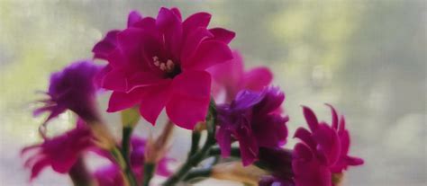 How To Create Your Own Full Flower Moon Ritual The Witch Of Lupine Hollow