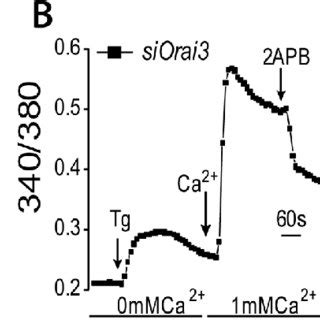 Orai Silencing Blocks Apb Dependent Increase In Soce Calcium Imaging