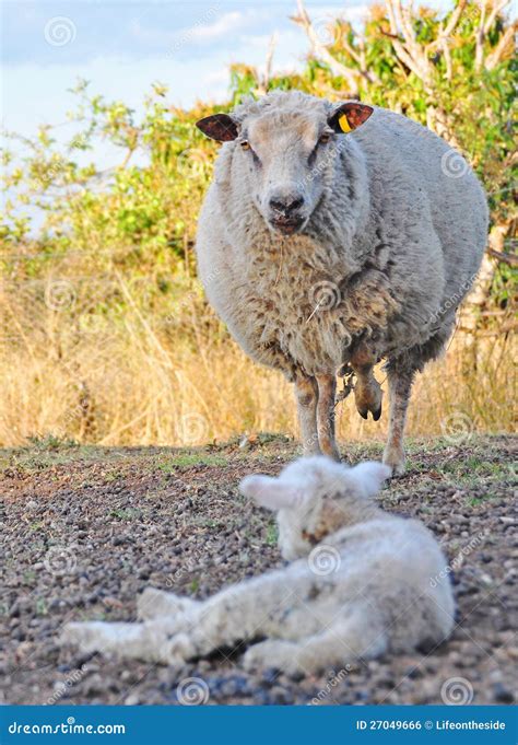 Angry Merino Ewe Sheep Protecting Her Baby Lamb Stock Photo Image