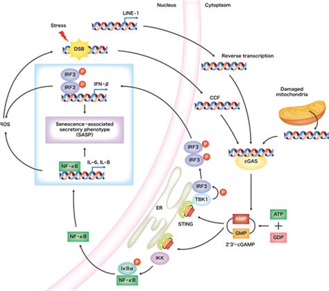 Cellular Senescence And Senescence‐associated Secretory Phenotype Via