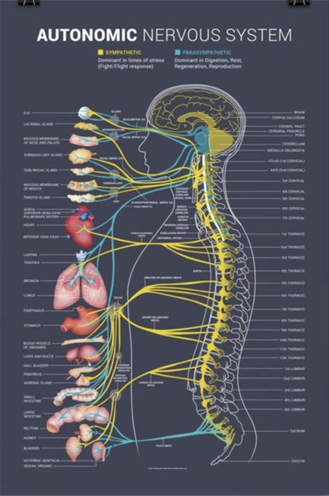 Pin By Gilberto Viera On Reflexology Basic Anatomy And Physiology