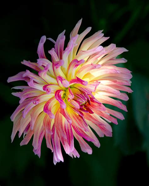 Hot Pink Karma Sangria Dahlia Photograph By Julie Palencia