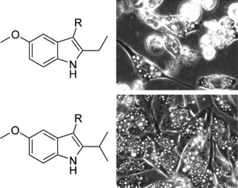 Differential Induction Of Cytoplasmic Vacuolization And Methuosis By