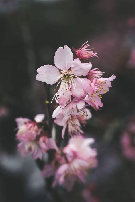 500 Cherry Blossom Wallpapers
