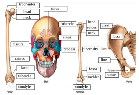 Bone Markings Diagram Diagram Quizlet