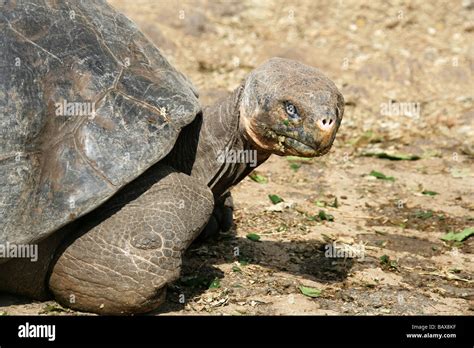 Galapagos Giant Tortoise Chelonoidis Nigra Porteri Geochelone Nigra