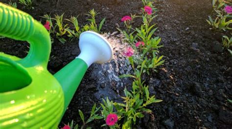 La Mejor Agua Para Regar Las Plantas De Lluvia Pozo De Riego Potable