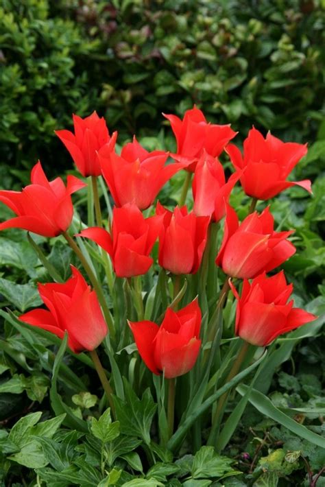 Tulipan Botaniczny LINIFOLIA 5 Szt Cebulki 152 ERLI Pl