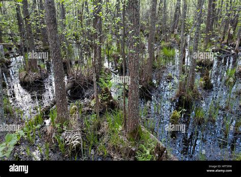 Siikalahti Wetland Nature Reserve Finland Stock Photo Alamy