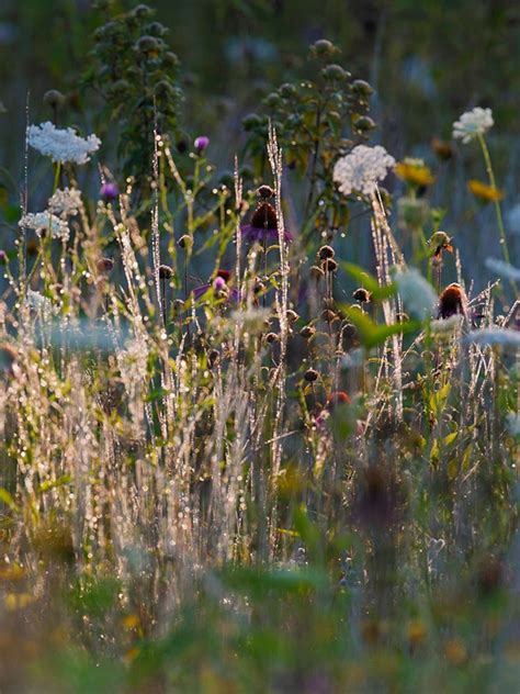 Grasslands Plants