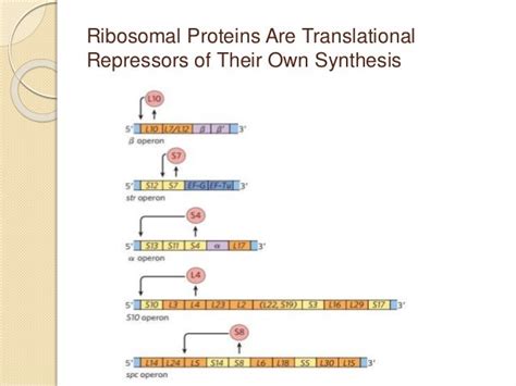 Regulation of protein synthesis