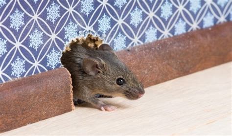 Ways To Spot A Rodent Infestation Edinburgh Pest Control Co